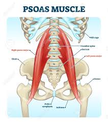 The vertebral column of the lower back includes the five lumbar vertebrae, the sacrum, and the coccyx. Psoas Muscle Medical Vector Illustration Diagram Lumbar Spine Royalty Free Cliparts Vectors And Stock Illustration Image 141503387