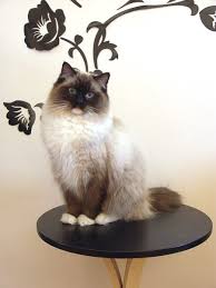 The ragdoll's founding breeder, ann. Ragdoll Cat Breed Facts Photos And Care Tips Pethelpful By Fellow Animal Lovers And Experts