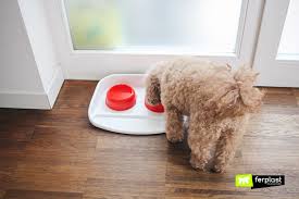 Apr 13, 2018 · keep a house clean with pets. Living With Your Dog How To Keep The House Clean Love Ferplast