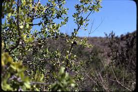 Image result for Diospyros dichrophylla