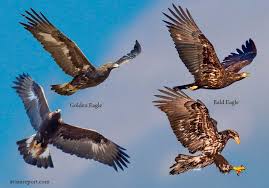 How To Tell A Juvenile Golden Eagle From A Juvenile Bald Eagle Avian Report Juvenile Bald Eagle Bald Eagle Golden Eagle