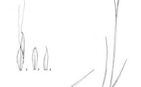 Image result for Microstegium fasciculatum