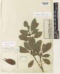 Image result for Manilkara obovata