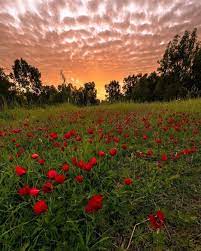 Israel On Instagram The Negev Region During Anemone Flower S Blooming Season Tau666 Red Bloomingseason Israel Negev D Anemone Flower Bloom Instagram