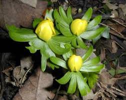 Learn about the four seasons in the uk winter spring summer autumn. Ryedale Natural History Society Flower Pictures Details