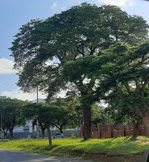 Image result for Brachystegia allenii × boehmii