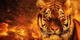 Create Meme Tiger Fire Lion Live Wallpaper Golden Lion Pictures Meme Arsenal Com Browse millions of popular cheetah wallpapers and ringtones on zedge and personalize your phone to suit you. create meme tiger fire lion live