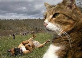 Google Funny Animal Pictures Serious Cat Funny Animals