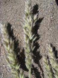 Image result for Schmidtia kalahariensis