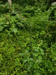 Image result for Achyranthes