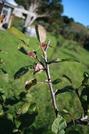 It invigorates the tree, spurring growth the following spring. 14 Easy Steps To Pruning Good Magazine