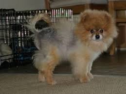 Black Skin Disease Skin Diseases Alopecia Dog Skin