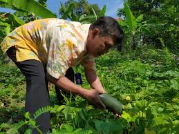 Siapa yang tak kenal dengan mentimun? Dinperpa Ajak Petani Manfaatkan Lahan Pemerintah Provinsi Jawa Tengah