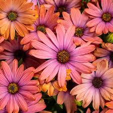 Image result for foto Osteospermum