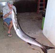 Because they hunt mainly by sight, barracudas sometimes attempt to steal fish from spear. Possible All Tackle Record Barracuda Caught In Angola Outdoor Hub