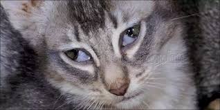 Dia jdi gak mau minum susu itu ad gak. 8 Penyebab Mata Kucing Tertutup Selaput Putih Goldenmaze