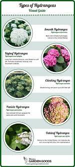 How To Care For Hydrangeas Hydrangea Care Planting Hydrangeas Hydrangea Flower Bed