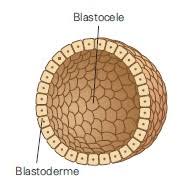 EMBRIOLOGIA: MÓRULA, BLÁSTULA, GASTRULAÇÃO E ORGANOGÊNESE