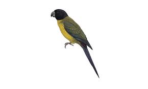 Image result for Rutidea orientalis