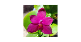 Image result for Indigofera oxalidea