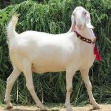Online maveshi mandi karachi has janwar more than any bakra cow mandi or olx etc. Sojat Goat In Pune à¤¸ à¤°à¤œà¤¤ à¤¬à¤•à¤° à¤ª à¤£ Latest Price Mandi Rates From Dealers In Pune