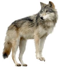 Check spelling or type a new query. Wolves Icons Png Download Free Wolves Png Icons