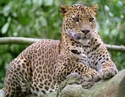 Weitere ideen zu laub, laubsägen vorlagen, holzspielzeug lkw. Leopard At Banham Zoo About 1999 Leopard Jungle Cat Zoo