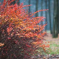 Image result for Cynanchum obtusifolium