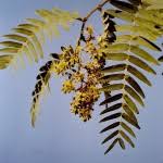 Image result for Brachystegia boehmii