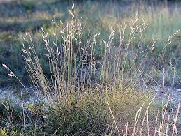 Image result for Clutia hirsuta