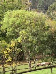 Image result for Ptaeroxylon obliquum