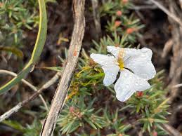 Image result for Goodeniaceae