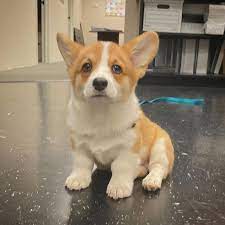 Is there a corgi corral in glenns va? Available Puppies High Quality Corgi Pups