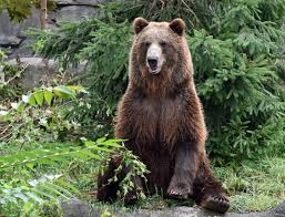 نتیجه جستجوی لغت [bears] در گوگل