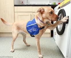 A service dog is one which is trained to assist people who have a physical disability, chronic illness, or neurological disorder. What Qualifies A Dog To Be A Service Dog Service Dog Certifications