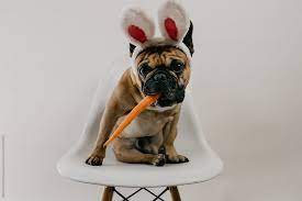 A great gift for the holiday or an addition to your easter decorations. French Bulldog Puppy Dog Wearing Easter Bunny Ears By Mango Street Lab