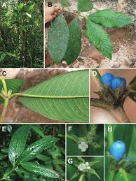 Image result for Lasianthus