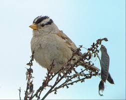 Check spelling or type a new query. A Singing White Crowned Sparrow A Sweet Treat Vermillion Baby Flickr
