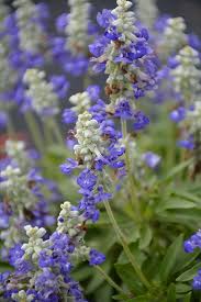 Image result for Salvia farinacea