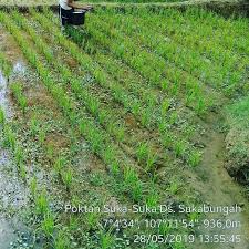 Monitiring Ltt Ds Sukabungah Padi Sawah Ltt Penyuluh Penyuluhpertanian Kelompoktani Sukabungah Campakamulya Cianjur Dinaspertan In 2020 Media Cianjur 45th