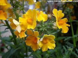 Image result for Nemesia lilacina