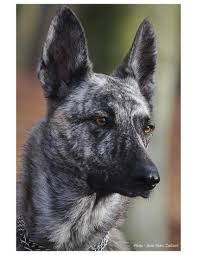 Rashka Croise Chien Loup Tchecoslovaque Et Berger Hollandais Photographie Au Bois De Vincennes Photogr Dutch Shepherd Dog Belgian Malinois Dog Malinois Dog