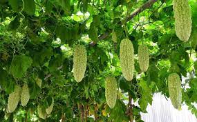 Momordica charantia, commonly called bitter melon, is a plant belonging to cucurbitaceae family known for centuries for its pharmacological activities, and nutritional properties. Bitter Gourd Seed Germination Time Period Procedure Gardening Tips