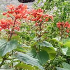 Image result for Clerodendrum poggei