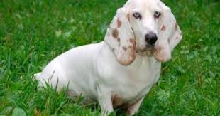 Black And White Basset Hound Mix White Basset Hound With Blue Eyes Basset Hound Dog Basset Hound Puppy Basset Hound