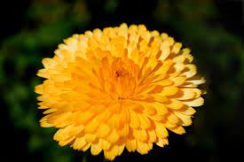 And sure, the name of a flower may not carry a whole lot of symbolism — but the meaning behind your favorite blooms can have a significant impact on the valentine's day gift. 10 Flower Names In German For English Readers Owlcation