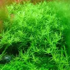 Image result for Potamogeton octandrus