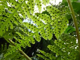 Image result for Microlepia speluncae