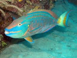 Queen Parrotfish Scarus Vetula Caribbean Parrot Fish Fish Fish Pet