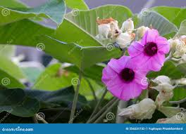 Image result for Argyreia nervosa